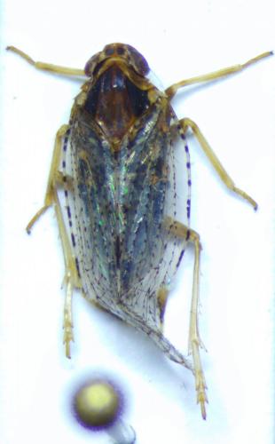 Réf. 251 715 : Cixius sp.